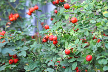 Bunch of dog rose