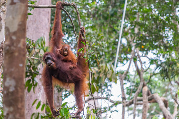 Orangutan hanging in a tree, holding a baby © Kristof