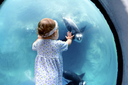 Young girl meets at a penguin at an aquarium - Powered by Adobe