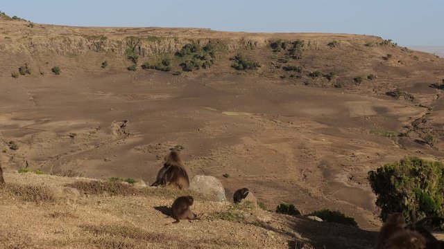 Gelada monkeys (Theropithecus gelada) in Simien mountains national park, Ethiopia, Africa