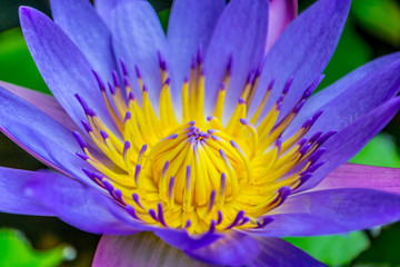 Purple water lily in close-up, opening up, yellow flower inside - Powered by Adobe