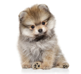 Fototapeta premium Pomeranian Spitz puppy