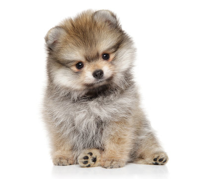 Pomeranian Spitz puppy