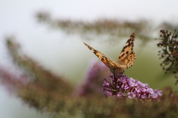 Belle-Dame ou Vanesse des chardons, Vanessa cardui sur un buddléia