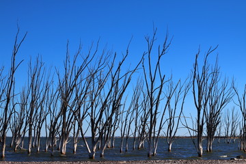 Obraz premium arboles secos por el salitre en el Lago Epecuen, Argentina