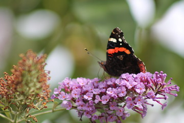 Le Vulcain (Vanessa atalanta)