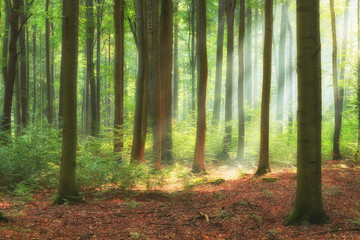 Fototapeta na wymiar Beautiful morning in the forest