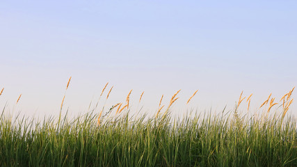 Fototapeta premium green grass with spikelets against the sky.