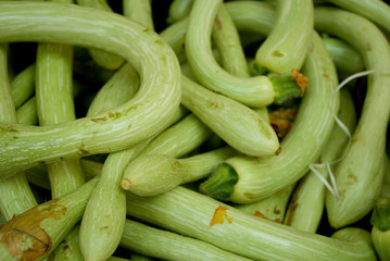fresh zucchini, Italian variety called 