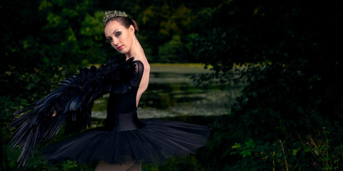Fototapeta premium Black Swan
