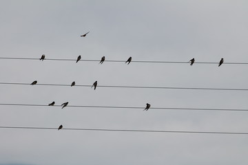 Hirondelles sur le départ © Shikisojin