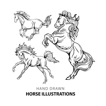 Horse. Hand drawn horse illustrations set. Sketch drawing horses in different poses.
