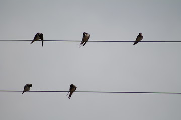 Hirondelles sur le départ © Shikisojin