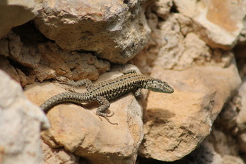Lézard