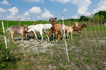 Ziegen hinter einem Elektrozaun - goats behind an Electric fence
