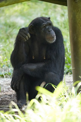 チンパンジー