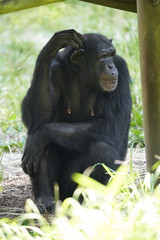 チンパンジー