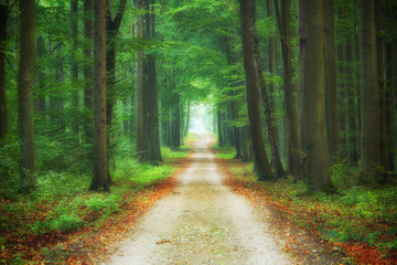 Beautiful morning in the forest