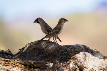 Two twin sparrows sitting on a wooden branch, looking in opposite directions, copy space provided