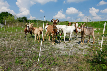 Ziegen hinter einem Elektrozaun - goats behind an Electric fence