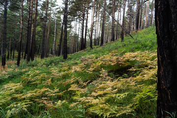 Siberian forest autumn bright colors