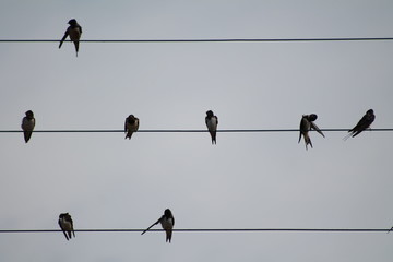 Hirondelles sur le départ © Shikisojin