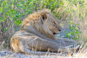 Male lion lying down in the bush of the African savannah. Close-up and full length