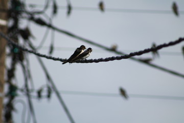 Hirondelles sur le départ © Shikisojin