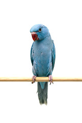 ツキノワインコ　ブルー