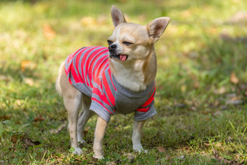 Chihuahua dog on the grass