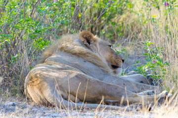 Male lion lying down in the bush of the African savannah. Close-up and full length
