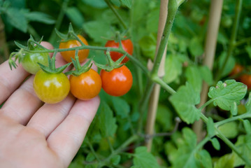 bunch cherry tomatoes, green, orange, ripe red (nuance), ready to be harvested from the hand of farmer, agriculture, food, diet, vitamins, nutrition, summer, Italy