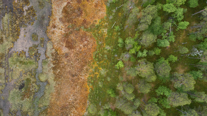 Aerial view on the forest and abstract texture of swamp.  Beautiful natural landscape from above at the summer time.