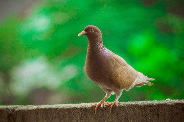 Close up head shot of beautiful speed racing brown pigeon bird