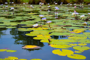 Field of colorful white water lily's (Nymphaeaceae) with big leafs in a lake or pond of water