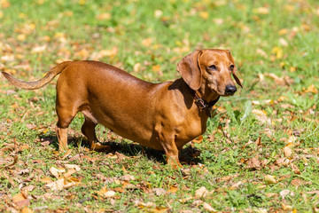 Dog Dachshund on the grass