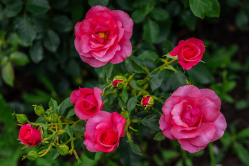 Roses flower in the rose garden