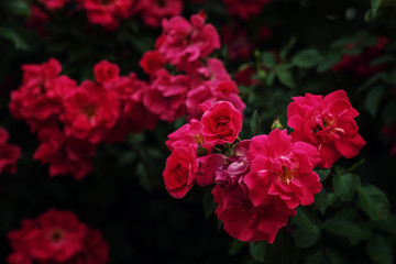 Roses flower in the rose garden