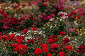Roses flower in the rose garden