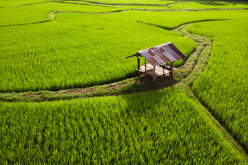 Aerial view Top view Green fields Start the planting season Summer of Thailand.