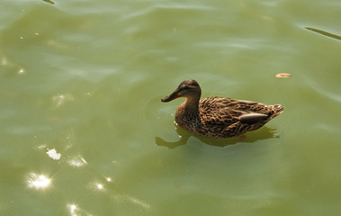 Ducks and geese on the lake