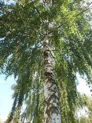 Fototapeta premium Natur. Hannover. Park.