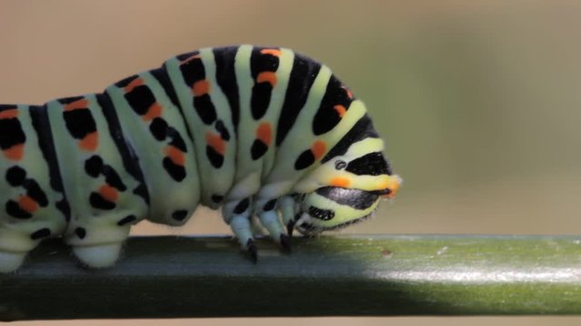 Head closup shot of an adult caterpillar sp. Papilio Machaon in the wild video, Greece
