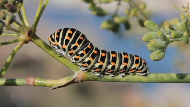 Adult caterpillar sp. Papilio Machaon resting on branch in the wild Closeup video 