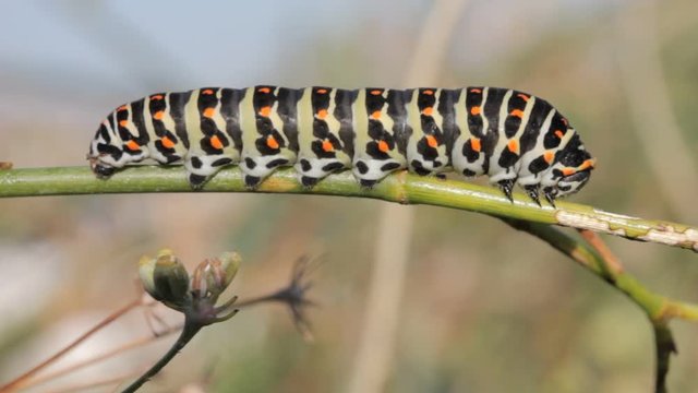 Adult caterpillar sp. Papilio Machaon resting on branch in the wild Closeup video 