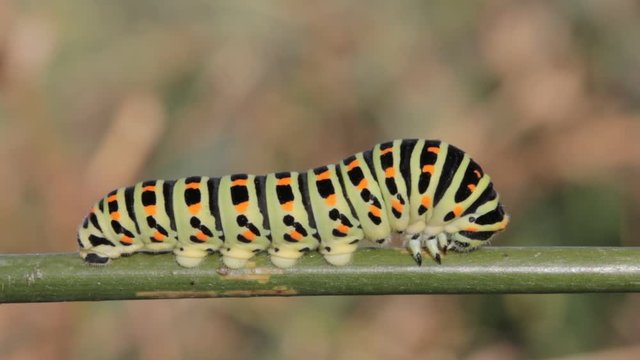 Adult caterpillar sp. Papilio Machaon resting on branch in the wild Closeup video 