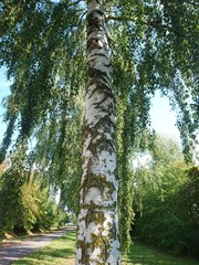 Fototapeta premium Natur. Hannover. Park.
