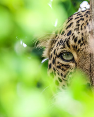 Eye of the Leopard