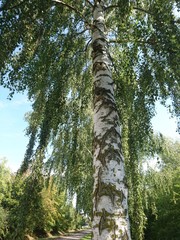 Fototapeta premium Natur. Hannover. Park.