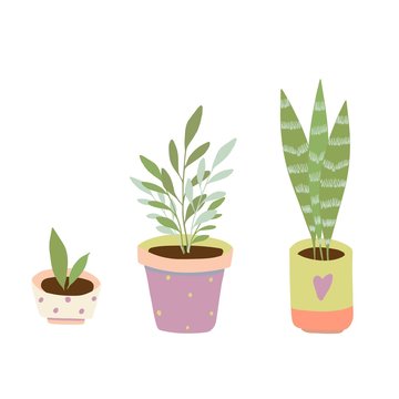 Gardening home plants in ceramic pots